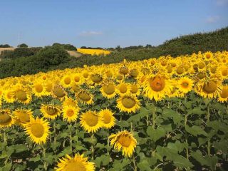 Zonnebloemen