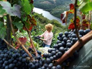 Druivenpluk in de Ribeira Sacrra