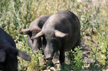Iberische varkens