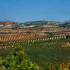 Landschap Jaen, Andalusië