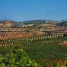 Landschap Jaen, Andalusië