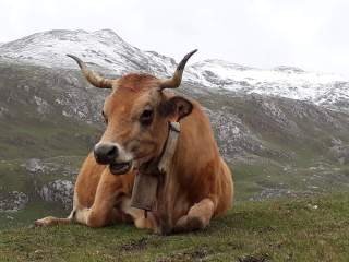 Prachtig vee op de Picos juni 2019