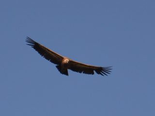 Goudgele gieren afdaling Picos vanaf Bulnes juni 2019