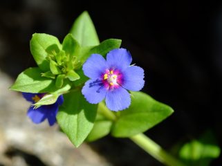 flora