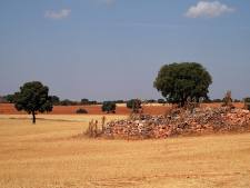 2009 Landschap