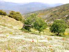 Voorjaar in Andalusië
