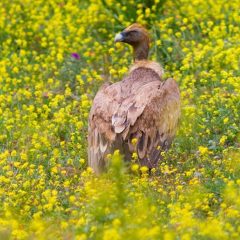 Birdwatchen