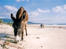 Het strand van Bolonia