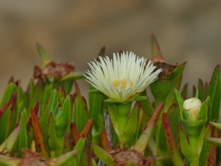 IJsbloem