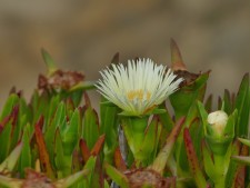 IJsbloem