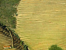 autoreis Noord Portugal wijngaarden Douro