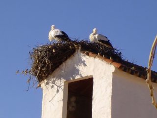 Ooievaars