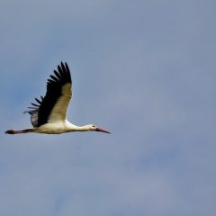 Ooievaar