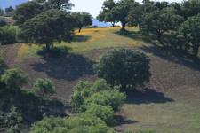 Dehesa: half open bos-weide landschap