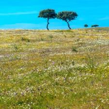 Alentejo