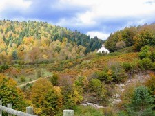 De Selva de Irati