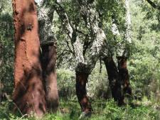 Alcornocales