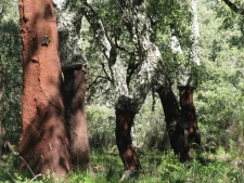 Alcornocales