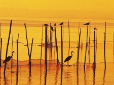 La Albufera bij Valencia