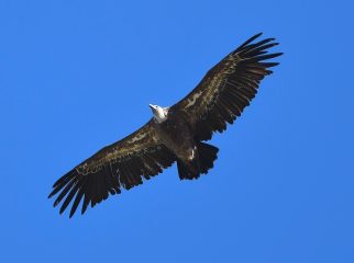 Nelleke wilde een vogelreis