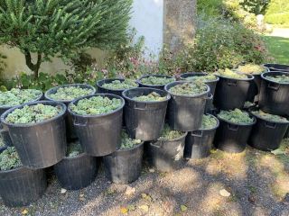 Druivenoogst in het Douro gebied