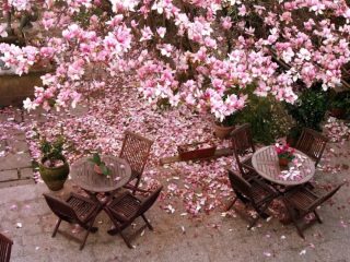 De tuin De tuin