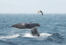 Walvis & Dolfijnexcursie bij Tarifa