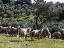 Dehesa