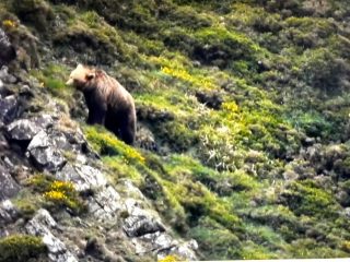 Beren spotten in Somiedo Natuurpark, Asturias
