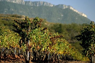 Wijngaarden bij de Sierra de Llaberia