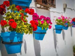 Flores