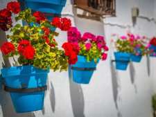 Flores