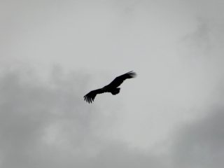 Zwarte Gier Monfragüe Nationaal Park