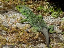 Parelhagedis