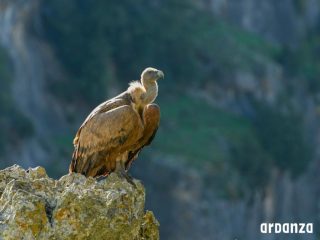 Birdwatchen met de lokale gidsen van Ardanze in Navarra