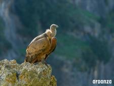 Birdwatchen met de lokale gidsen van Ardanze in Navarra