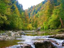 Selva de Irati