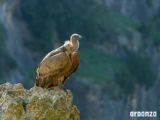 Birdwatchen met de lokale gidsen van Ardanze in Navarra