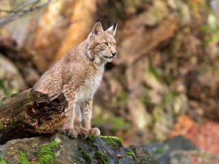 De lynx