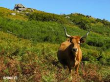 Cachena koe, Porto e Norte