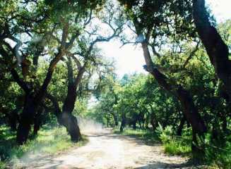 Wandelingen