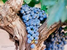 wijnproeverij tijdens rondreis La Rioja