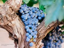 wijnproeverij tijdens rondreis La Rioja