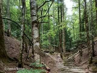 Selva de Irati