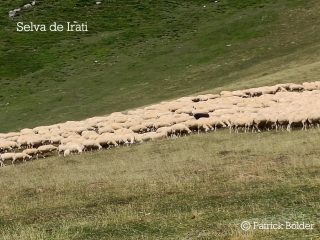 Schaapjes in de Selva de Irati