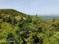 Selva de Irati