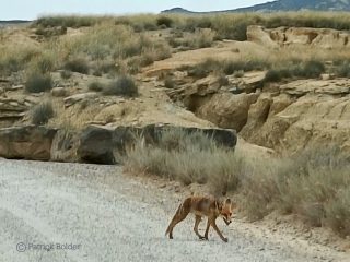 Een vos in de Bardenas Reales