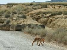 Een vos in de Bardenas Reales