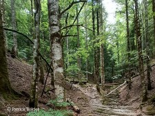 Selva de Irati