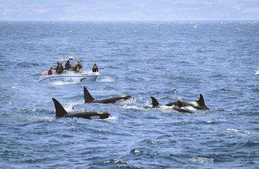 Turmares walvis spotten straat van Gibraltar